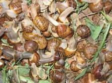 Snails1.jpg