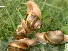 snail3.jpg